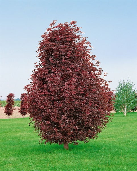 Solitärbaum mit kegelförmiger Krone auf einer Rasenfläche