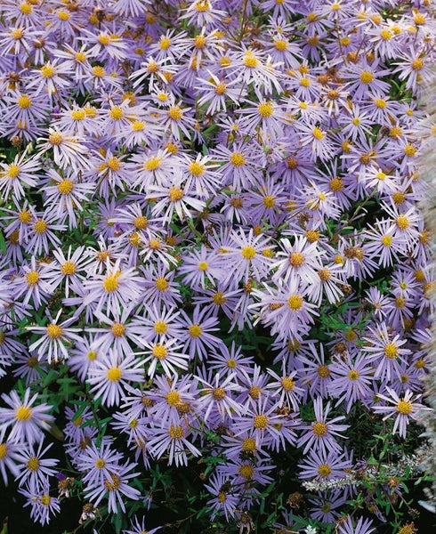 Aster pyrenaeus 'Lutetia', Pyrenäen-Aster, zartrosa, ca. 9x9 cm Topf
