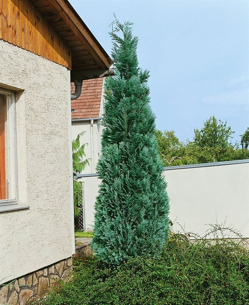 Blaue Scheinzypresse im Garten vor einem Haus