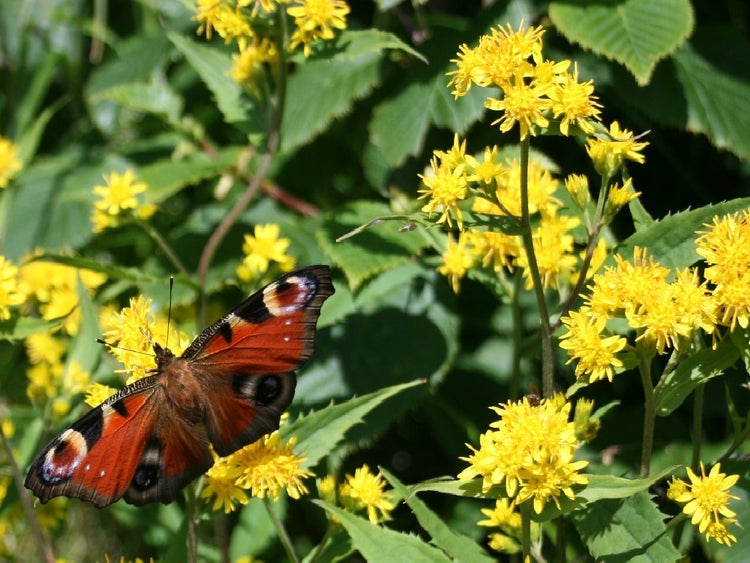 SAFLAX  - Echte Goldrute - Solidago virgaurea - 100 Samen