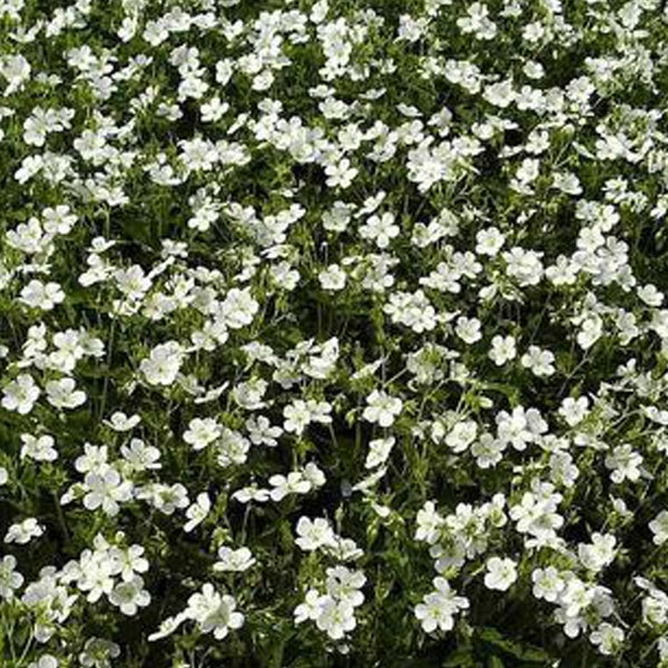Bodenbedeckende Gelenkblume mit weißen Blüten