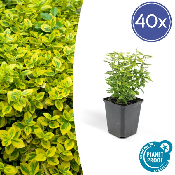 Bodendecker - Kriechspindel - Euonymus fortunei 'Emerald Gold' - 9cm Topf - Set mit 40 Pflanzen