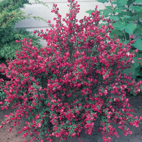 Ginster mit roten Blüten als Zierstrauch im Garten.