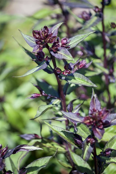 Ocimum basilicum 'Magic Blue', Basilikum, blau-violett, 2 Liter Container