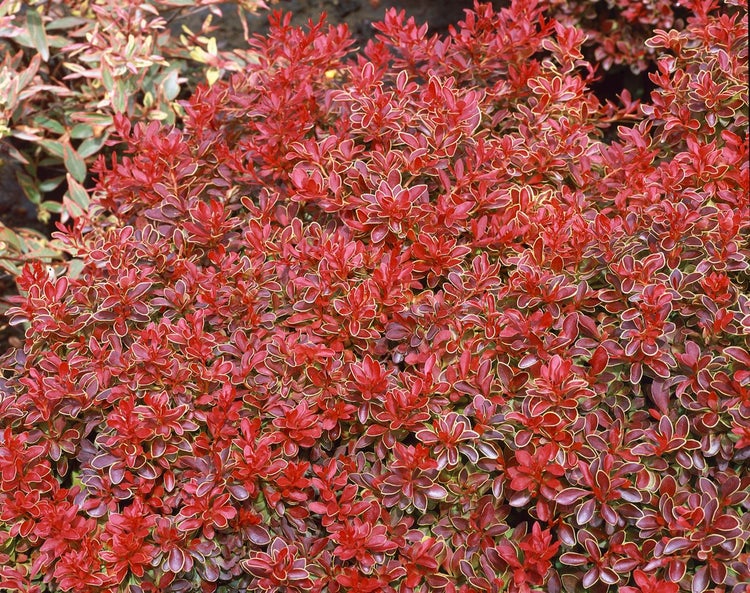 Berberitze mit roten Blättern für den Garten