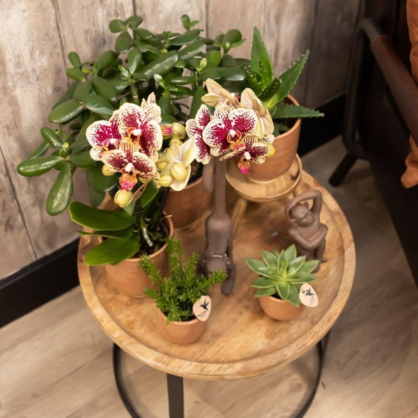 Kolibri Orchids Gelbe rote Phalaenopsis-Orchidee Spanien + Glasierter Ziertopf Cognac Topfgröße 9cm 40 cm hoch Blühende Zimmerpflanze frisch vom Züchter