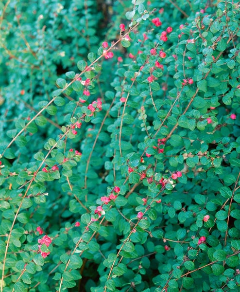 Symphoricarpos chenaultii 'Hancock', Purpurbeere, ca. 9x9 cm Topf