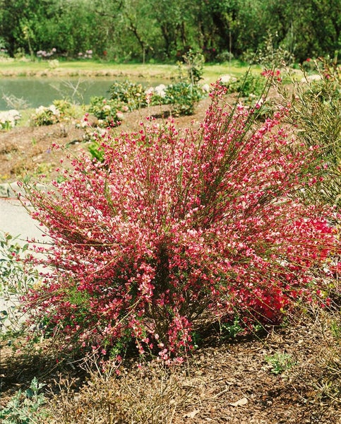 Cytisus praecox 'Hollandia', Besenginster, rosa Blüten, 30–40 cm