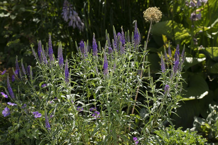 Veronica spicata, Ähriger Ehrenpreis, blau, ca. 9x9 cm Topf