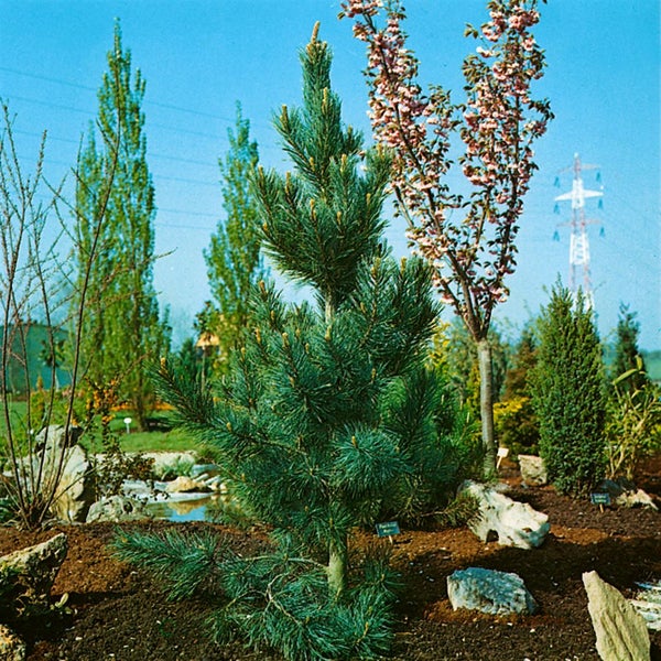 Gartenlandschaft mit verschiedenen Bäumen und Sträuchern