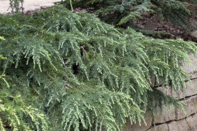 Cedrus deodara 'Feelin Blue', Himalaya-Zeder, blaugrün, 40 cm Stammhöhe