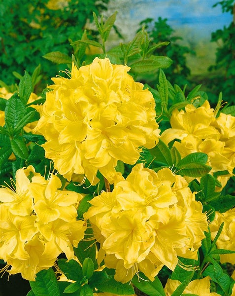 Rhododendron luteum 'Golden Sunset', gelb, 30–40 cm