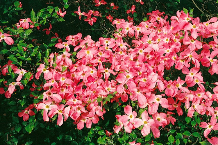 Cornus florida 'Rubra', Blumen-Hartriegel, rosa Blüten, 40–60 cm