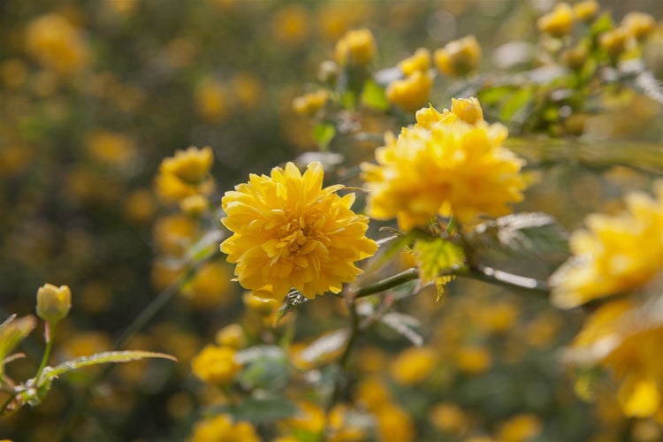 Nahaufnahme von gefüllten Kärriarose Blumen