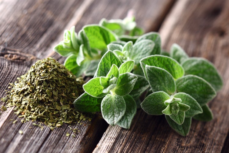 SAFLAX Garden to go - BIO - Oregano - Origanum heracleoticum - 1500 Samen - Mit Topf, Klima - Deckel und Anzuchtsubstrat
