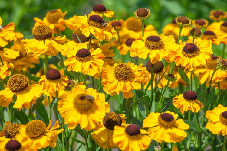 Helenium x cult.'Helena', Sonnenbraut, leuchtend gelb, ca. 11x11 cm Topf