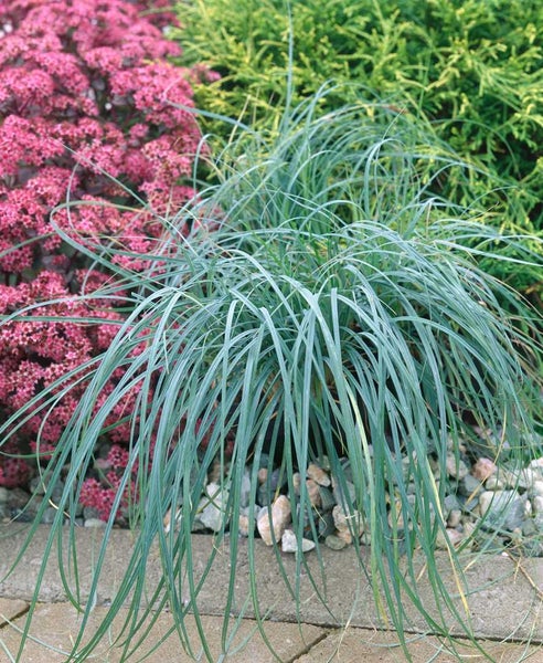 Carex acuta, Sumpf-Segge, ca. 9x9 cm Topf