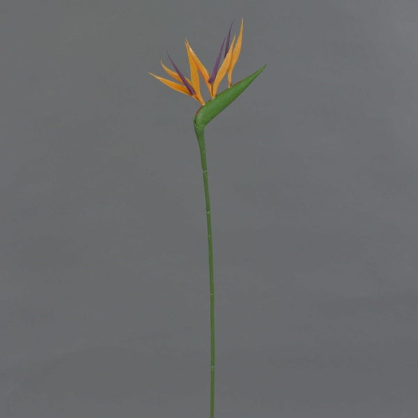 Nahaufnahme einer Strelitzie, auch Paradiesvogelblume genannt, mit orangefarbenen und violetten Blütenblättern an einem grünen Stiel.