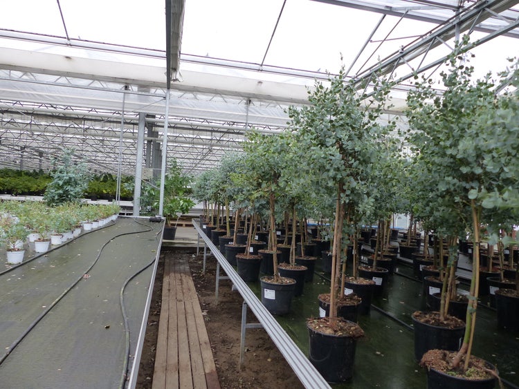 Reihen von Eukalyptuspflanzen in schwarzen Kunststofftöpfen in einem hellen Gewächshaus mit Glas- und Metallkonstruktion.