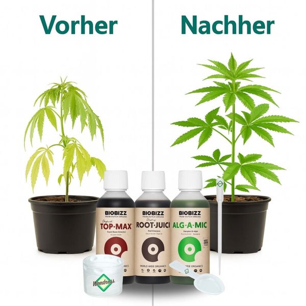 Vorher-Nachher-Vergleich einer Pflanze mit Biobizz Düngemitteln Top-Max, Root-Juice und Alg-A-Mic sowie Dosierzubehör.