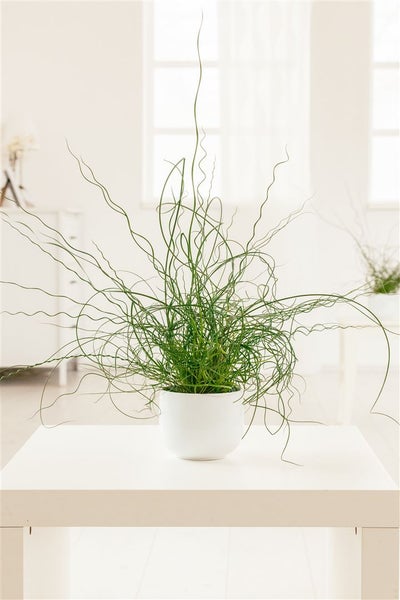 Juncus effusus 'Spiralis', Korkenzieherbinse, ca. 9x9 cm Topf