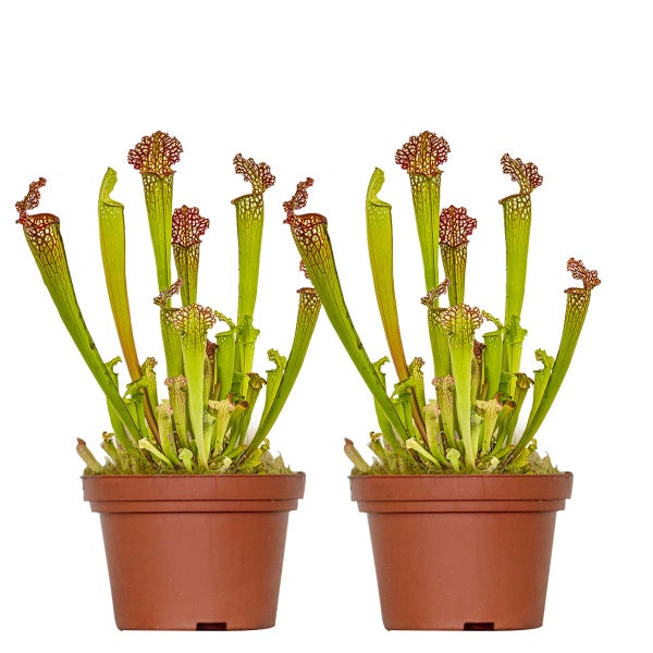 2x Sarracenia 'Juthatip Soper' – Fleischfressende Pflanze – Pflegeleicht –⌀12 cm – ↕10-20cm