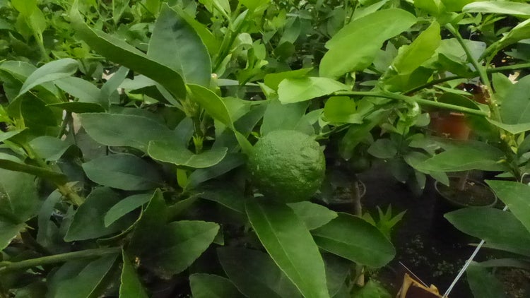 Grünwaren: Limette Limettenbaum Aurantifolia Citrus Lime 120 - 150 cm Zitruspflanze