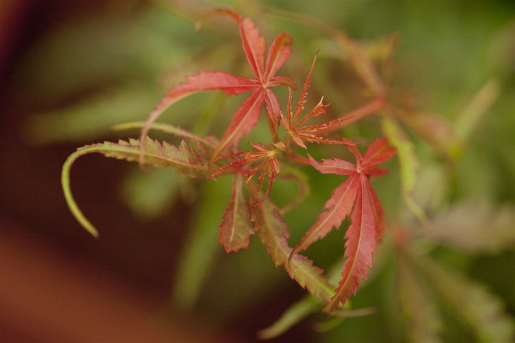 Acer palmatum 'Jerre Schwartz', Japanischer Ahorn, 60–100 cm
