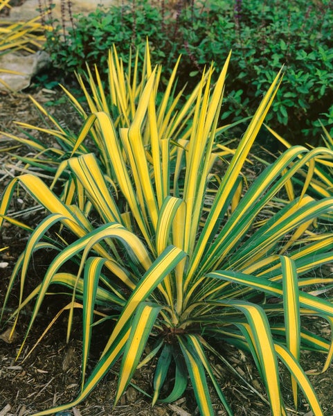 Yucca filamentosa 'Color Guard', Palmlilie, gelb-grün, 30–40 cm