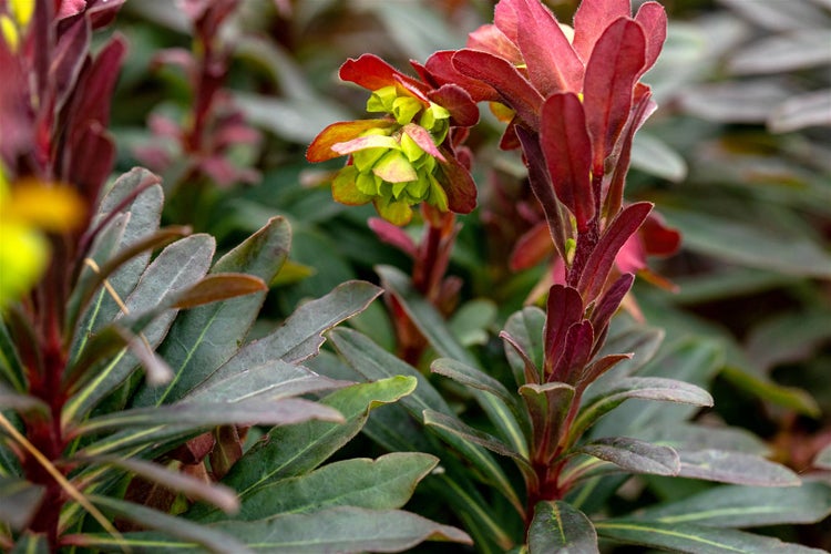 Euphorbia amygdaloides 'Purpurea', Wolfsmilch, purpur, ca. 11x11 cm Topf