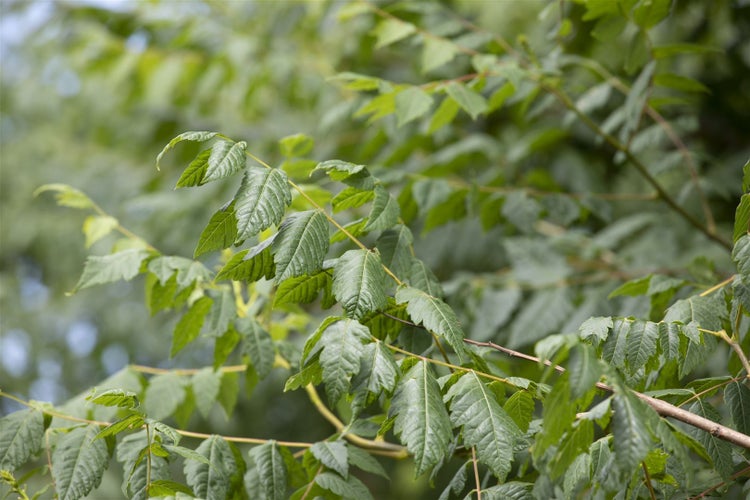 Koelreuteria paniculata, Blasenbaum, 60–80 cm