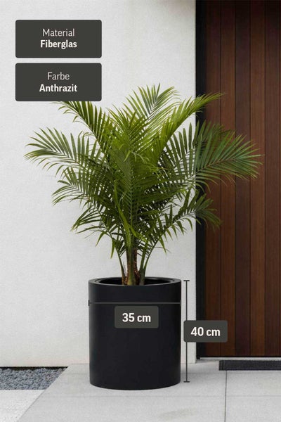 Zylindrisches Pflanzgefäß aus Fiberglas in Anthrazit, Höhe 40 Zentimeter, Durchmesser 35 Zentimeter, mit einer Palme bepflanzt.