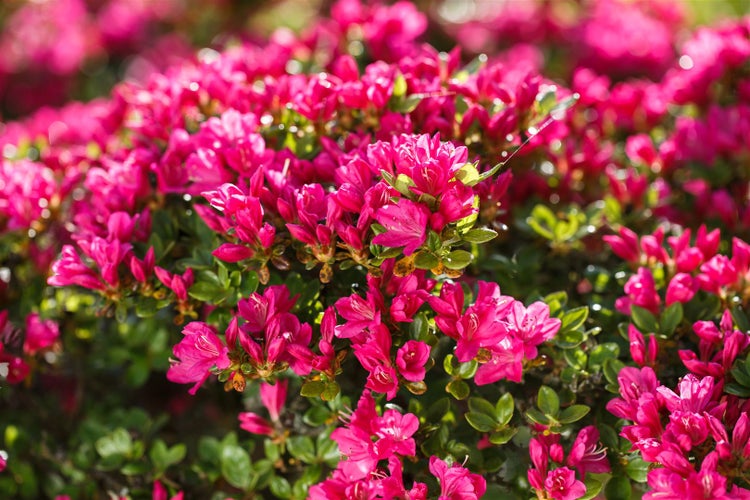 Rhododendron obtusum 'Kermesina', Azalee, karmesinrot, 30–40 cm