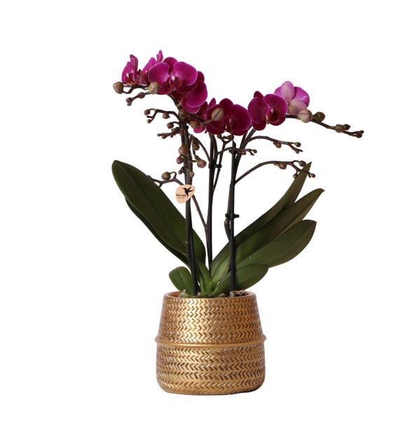 Kolibri Orchids Lila Phalaenopsis Orchidee Morelia + Groove Ziertopf gold Topfgröße 9cm 40cm hoch blühende Zimmerpflanze frisch vom Züchter