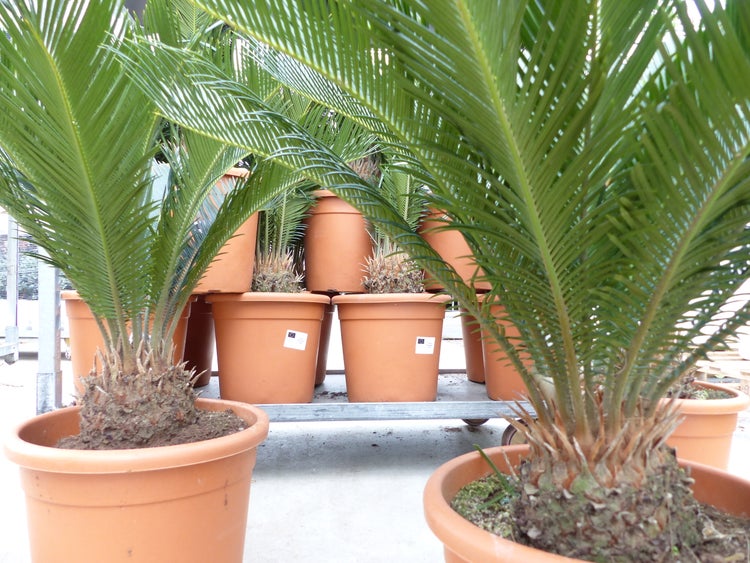 Mehrere Sagopalmen (Cycas revoluta) in terrakottafarbenen Töpfen auf einem Transportwagen.
