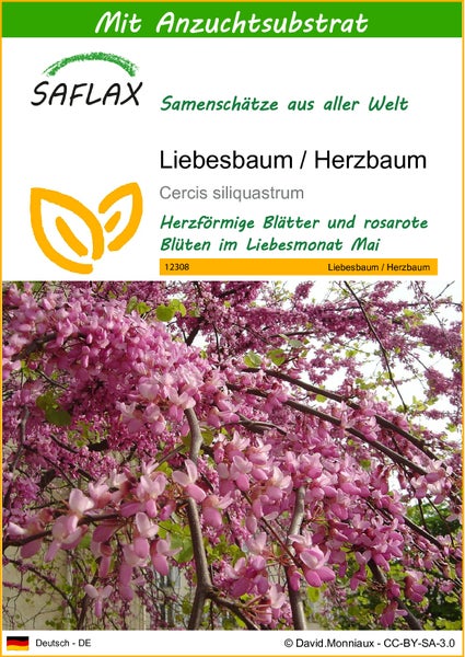 SAFLAX  - Liebesbaum / Herzbaum - Cercis siliquastrum - 60 Samen - Mit keimfreiem Anzuchtsubstrat