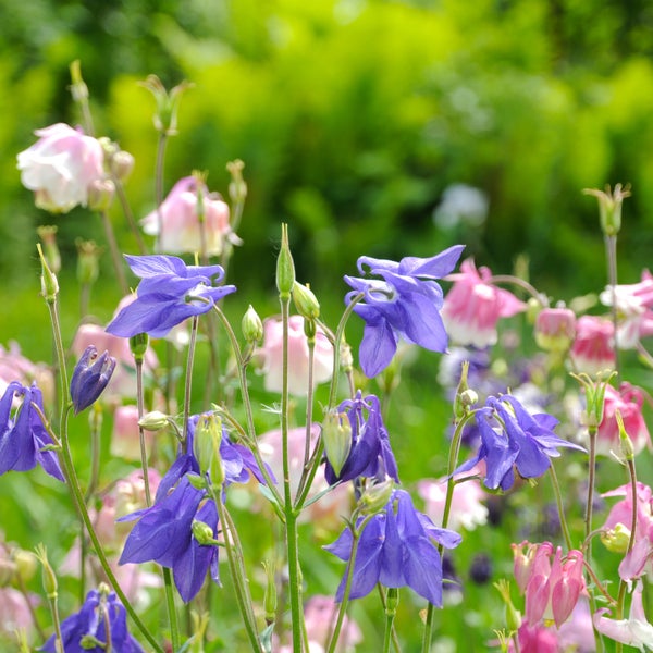 Nahaufnahme von Akeleiblumen im Garten