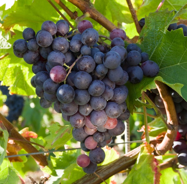 Eine Traube dunkler Weintrauben an einer Rebe mit Weinblättern im Weinberg.