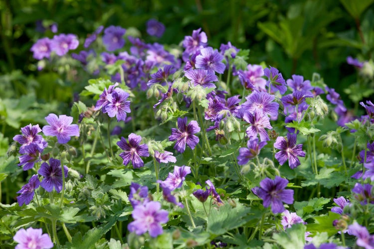 Geranium ibericum ssp. ibericum, Storchschnabel, ca. 9x9 cm Topf