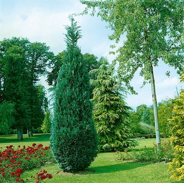 Chamaecyparis lawsoniana 'Alumii', Blaue Scheinzypresse, 80–100 cm