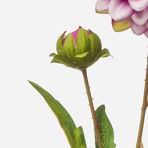 Nahaufnahme einer Philodendron Zimmerpflanze mit großen gestreiften Blättern.