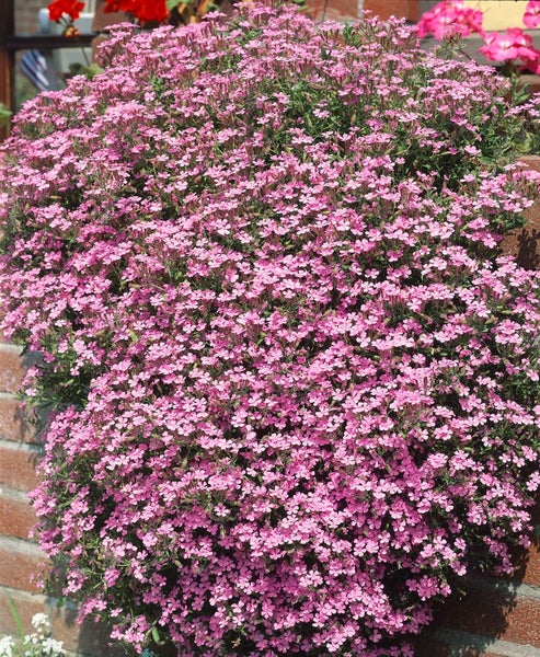 Saponaria ocymoides, Seifenkraut, rosa Blüten, ca. 9x9 cm Topf