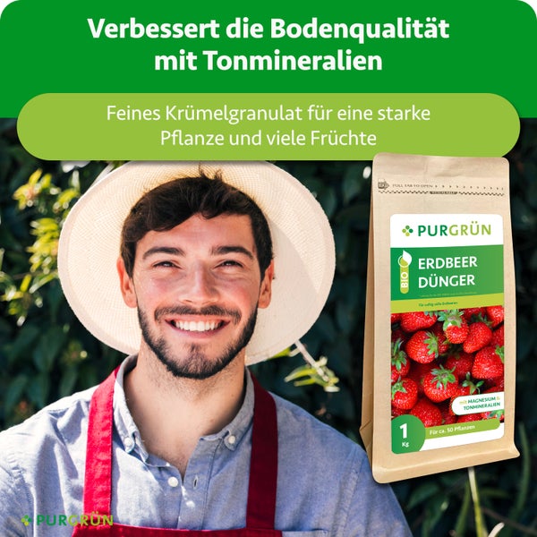 Ein freundlicher Gärtner mit Strohhut neben einer Packung Purgrün Bio Erdbeerdünger mit Tonmineralien für circa 50 Pflanzen in einer hellen Umgebung.