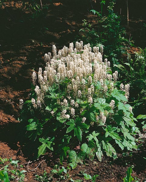 Tiarella wherryi, Schaumblüte, ca. 9x9 cm Topf, zierlich