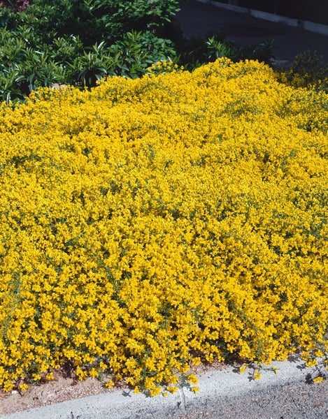 Genista pilosa 'Vancouver Gold', Ginster, leuchtend gelb, 20–30 cm