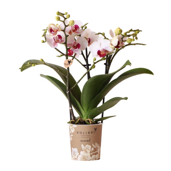 Kolibri Orchideen Weiße Phalaenopsis Orchidee Mineral Gibraltar Topfgröße 9cm frisch vom Züchter