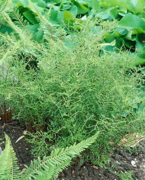 Asparagus Setaceus im Gartenbeet