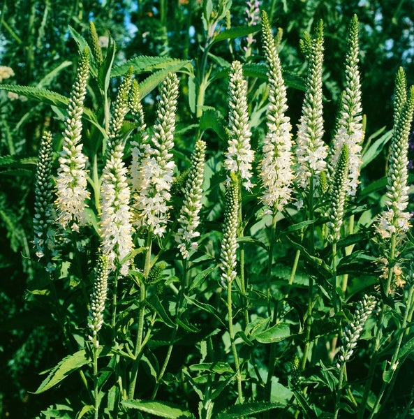 Veronica spicata 'Alba', Ehrenpreis, weiß, ca. 9x9 cm Topf