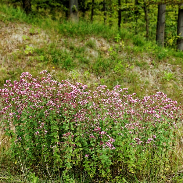Bloomique - 3er Set - Origanum Vulgare - Oreganopflanze - Kräuterpflanzen - Gartenpflanzen - Winterhart - Höhe 10-20cm - Topf 9x9cm