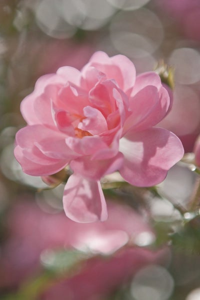 Nahaufnahme einer einzelnen, rosa Rose